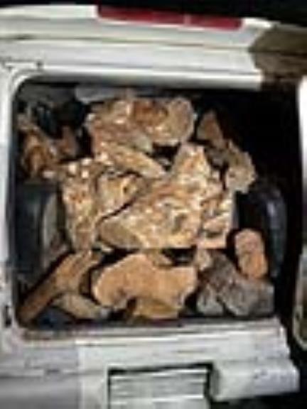 Vehicles Seized full of Wood