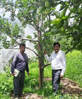 Apples were destroyed by hail and storm, officers went to the field to assess the damage