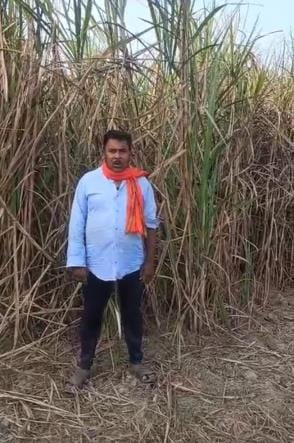 Six bighas of sugarcane crop was grown on assurance