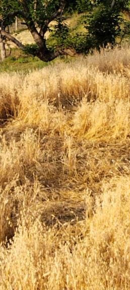 Rain stopped wheat harvesting, fear of crop damage