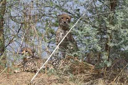 shivpuri-Leopards are roaming in the fields of Shivpuri, local people called their friends