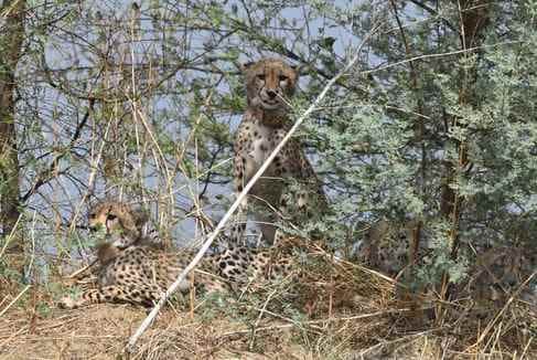 शिवपुरी के किरौली गांव में एक खेत में बैठे चीते।