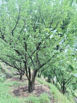 Apples and stone fruits got a new lease of life due to rain