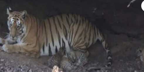 Tigress N 112 gave birth to four cubs
