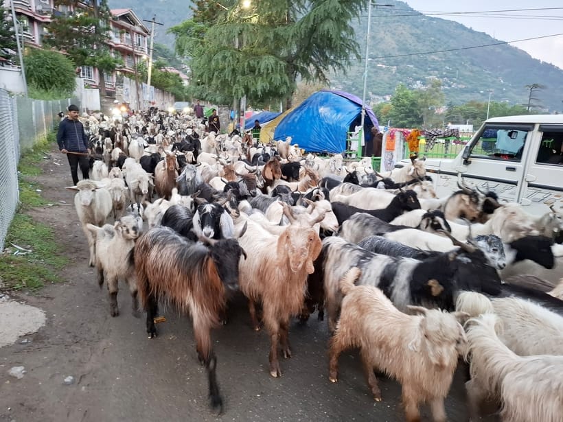 Lahaul-Spiti, sheep herders went towards Mantalai