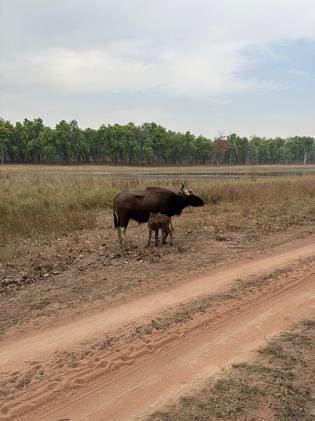 On Mother's Day, a priceless story of mother's love came from Bandhavgarh