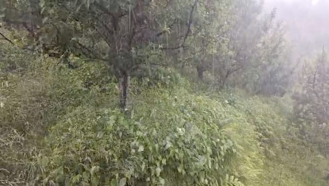 Storm and hail destroyed apples worth Rs 10 crore