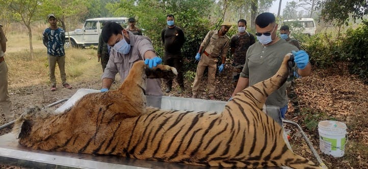 The carcass of a tigress was found in a 50-foot fire line