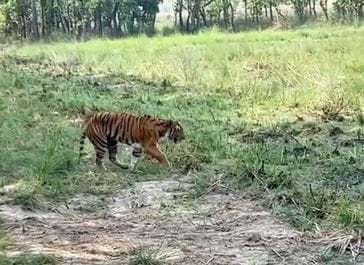 The scope of surveillance has been increased to locate the lame tigress