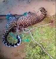 Leopard entered the farm house, locked in the bathroom