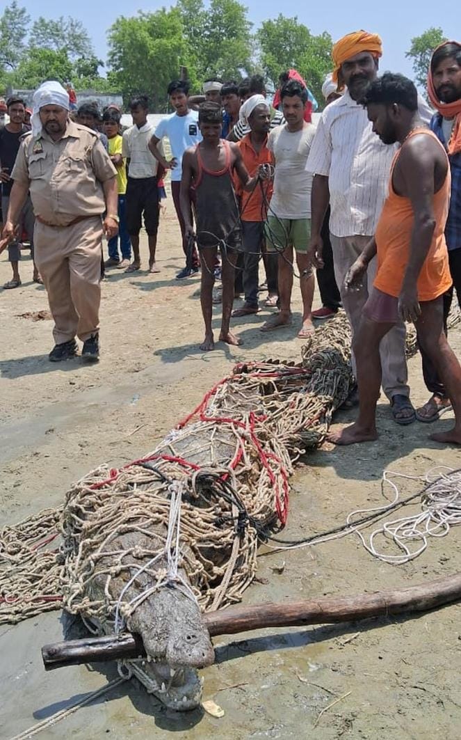 One crocodile caught, search for two