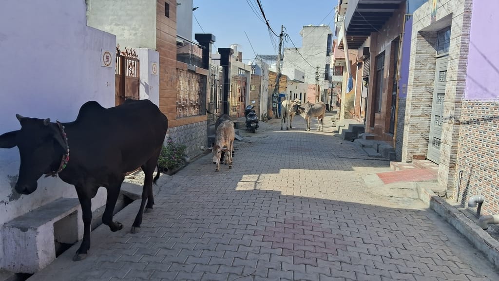 Vegetable seller injured in bull attack, demand to arrest him