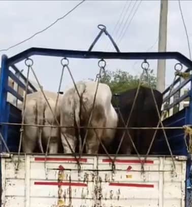 जब्त किए गए मवेशी।