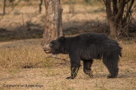 Sirohi News: Movement of bears near Adhardevi temple in Mount Abu