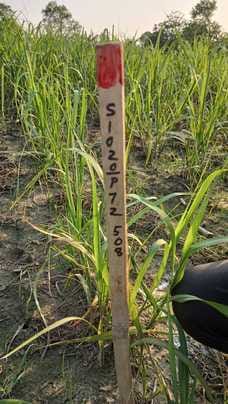 Pillars were installed in the fields by claiming to be from the Petroleum Ministry team