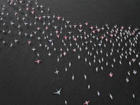 Swan fair at Mahi dam, more than five and a half thousand swans added to the beauty