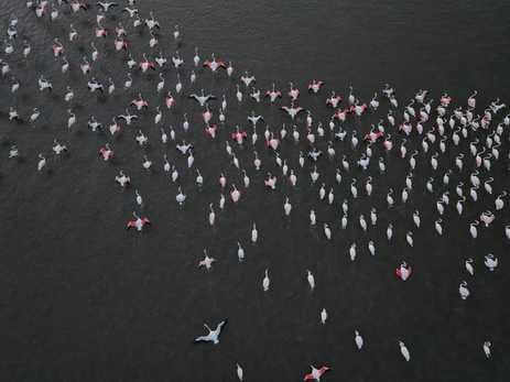 Swan fair at Mahi dam, more than five and a half thousand swans added to the beauty
