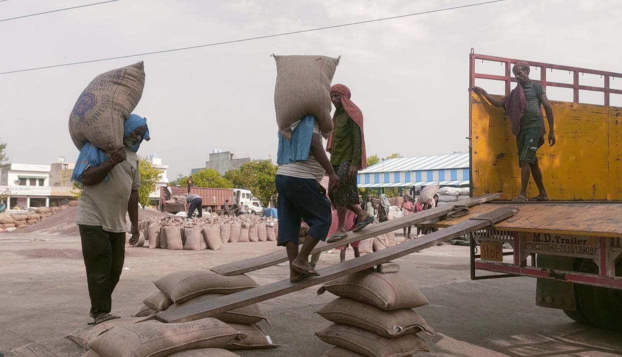 1.02 lakh quintal mustard and 51,208 quintal wheat lifting is pending