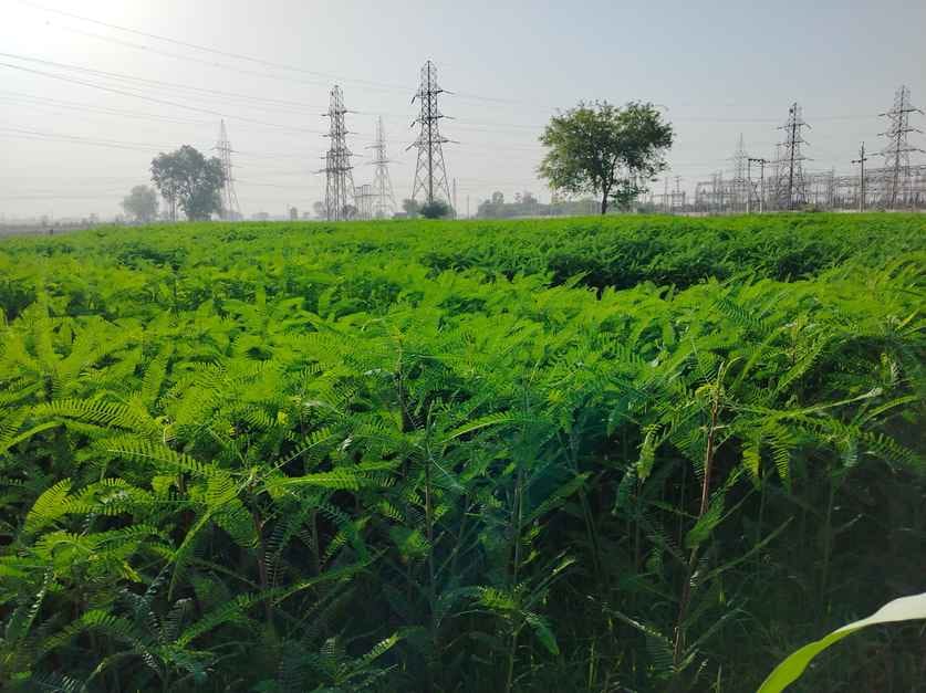 Dhaincha will fertilize the soil, increase the yield of paddy