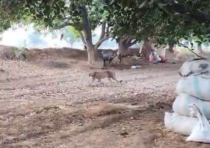 भीषण गर्मी में चीता बीमार