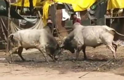 There was chaos due to the clash of two stray bulls, accident was averted