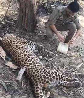 Leopard came in contact with high capacity power line, died