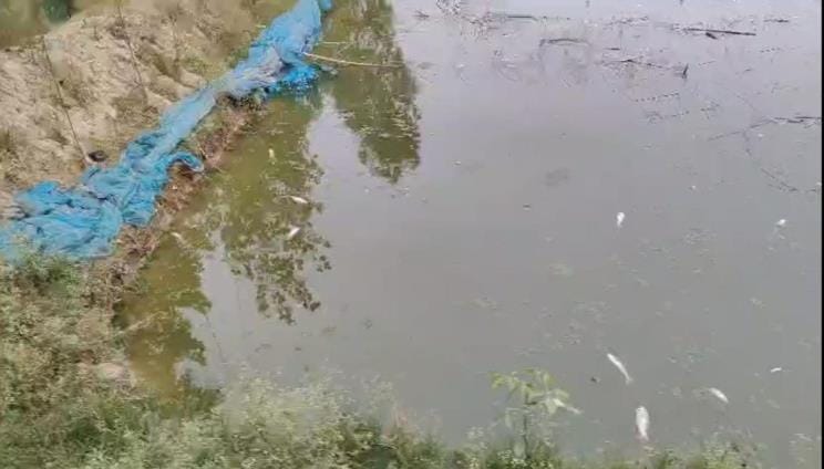 The thieves were so brave that they made the fish disappear from the pond