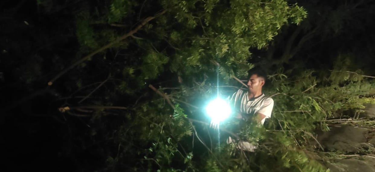 Tree on Road And Electric Line