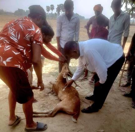 The villagers found a deer in pain in the field and took it to the forest nursery