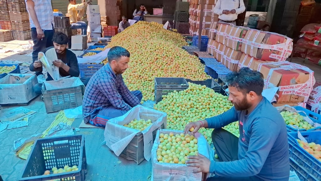 Apricots sold at 90 rupees per kg, Red Beauty Plum got 180 rupees