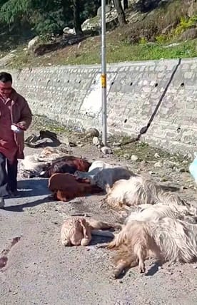 A shepherd was crushed by a speeding vehicle, ten sheep and goats also died