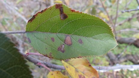 Alternaria attacks apple orchards, threat of premature autumn