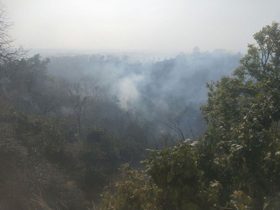 Bhindla Chauli forests are burning, miscreants set them on fire