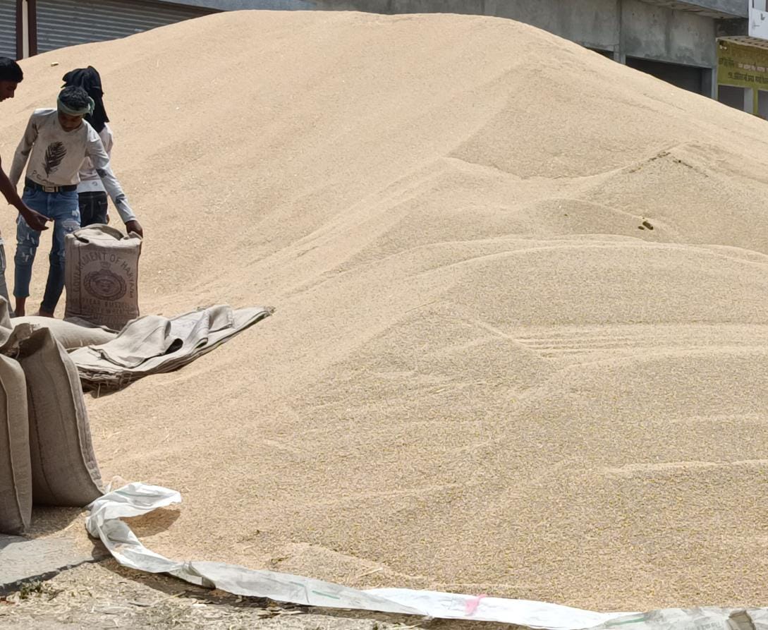 Today is the last day for wheat purchase in mandis