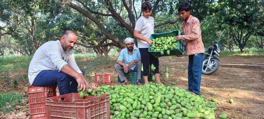 Farmers suffer losses due to breakage of 800 quintals of raw mango