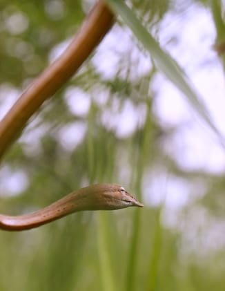 Rare species of snake seen for the first time in Dudhwa
