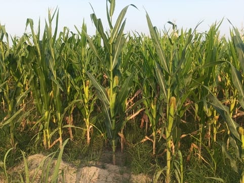 Maize farming is a profitable deal, it will be ready by the monsoon season