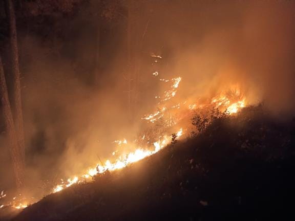 Fire in the forests of Idakot, damage to forest wealth