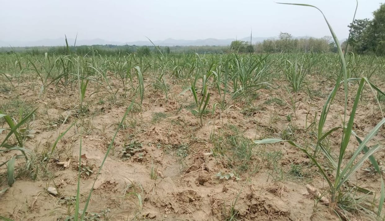 Drizzle brought relief from heat, sugarcane benefited
