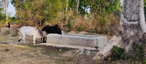 Construction of a tank to provide water to animals and birds