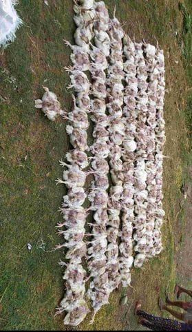 Huge fire in poultry farm in Chak village, loss of lakhs