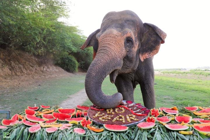 4 elephants freed from circus complete 10 years of freedom