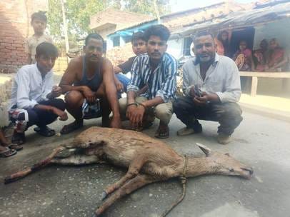 The deer died after being attacked by dogs and not getting treatment