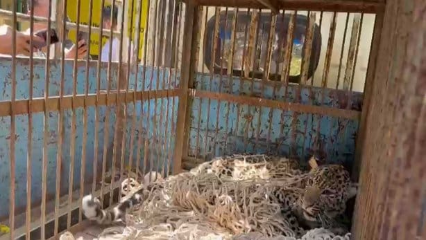 Leopard caught unconscious with a gun in Nangal