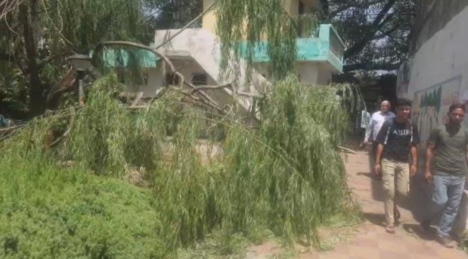 Tree Fall in Park