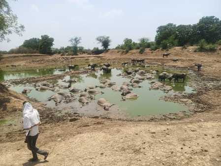Baran News: Panic after the death of more than 70 buffaloes sitting in the pond,