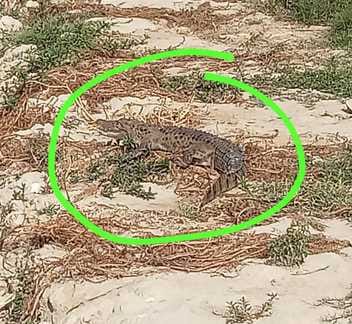 Villagers are in panic due to presence of crocodile near the pond