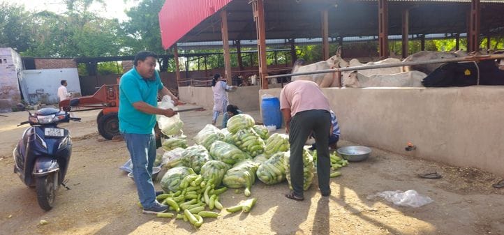 Green vegetables were offered at Gopal Gaushala