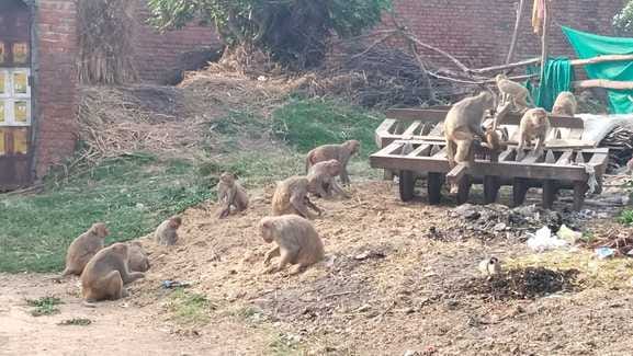 An old man who fell from the roof after being attacked by monkeys died during treatment