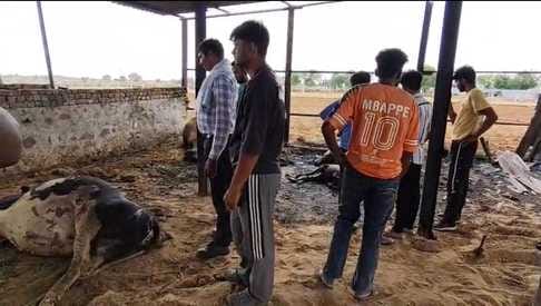 Fire broke out due to short circuit, cattle died